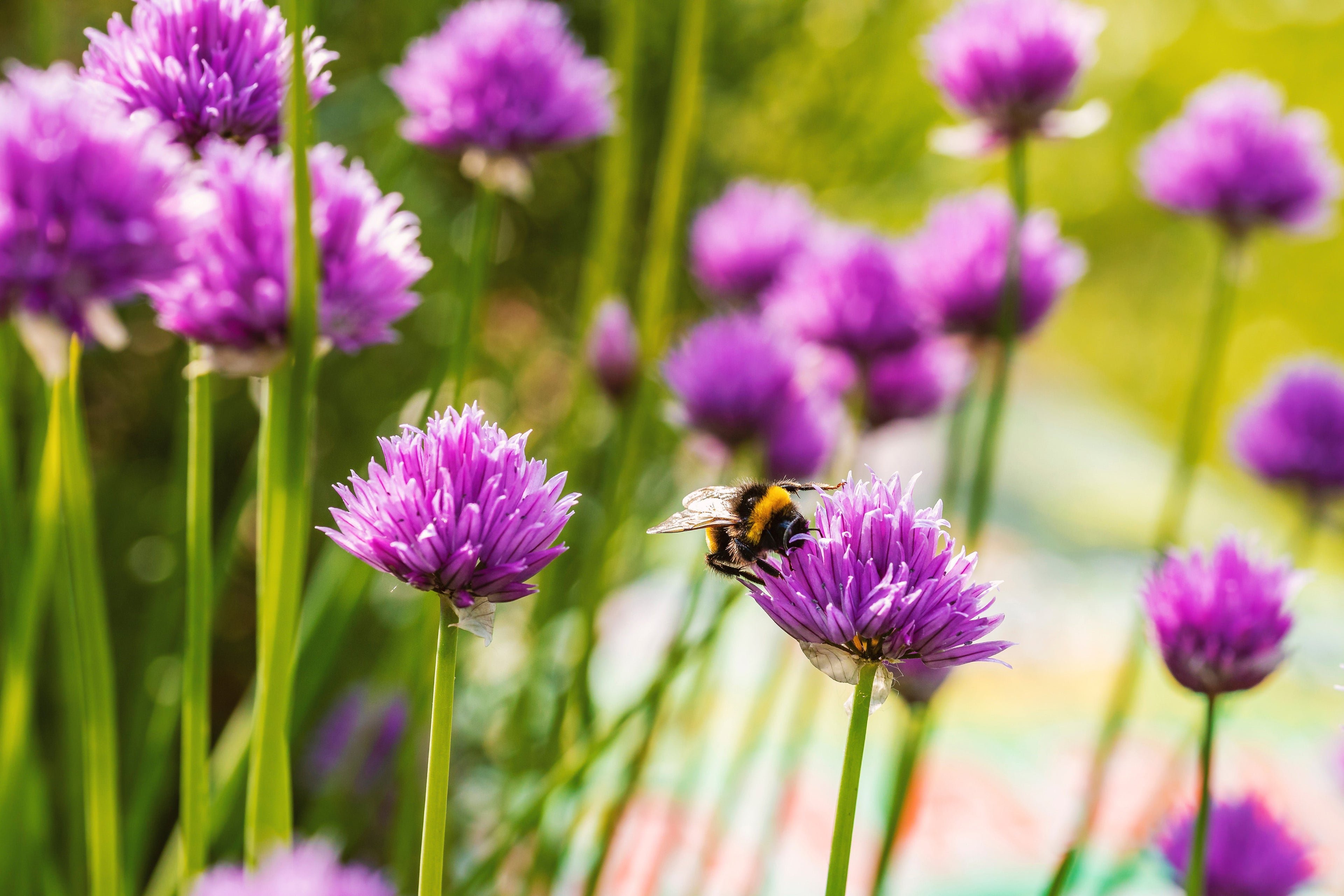 Allium schoenoprasum (Chives) - BP005 Packs