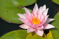 Amabilis water lily - pond plants - VLW02