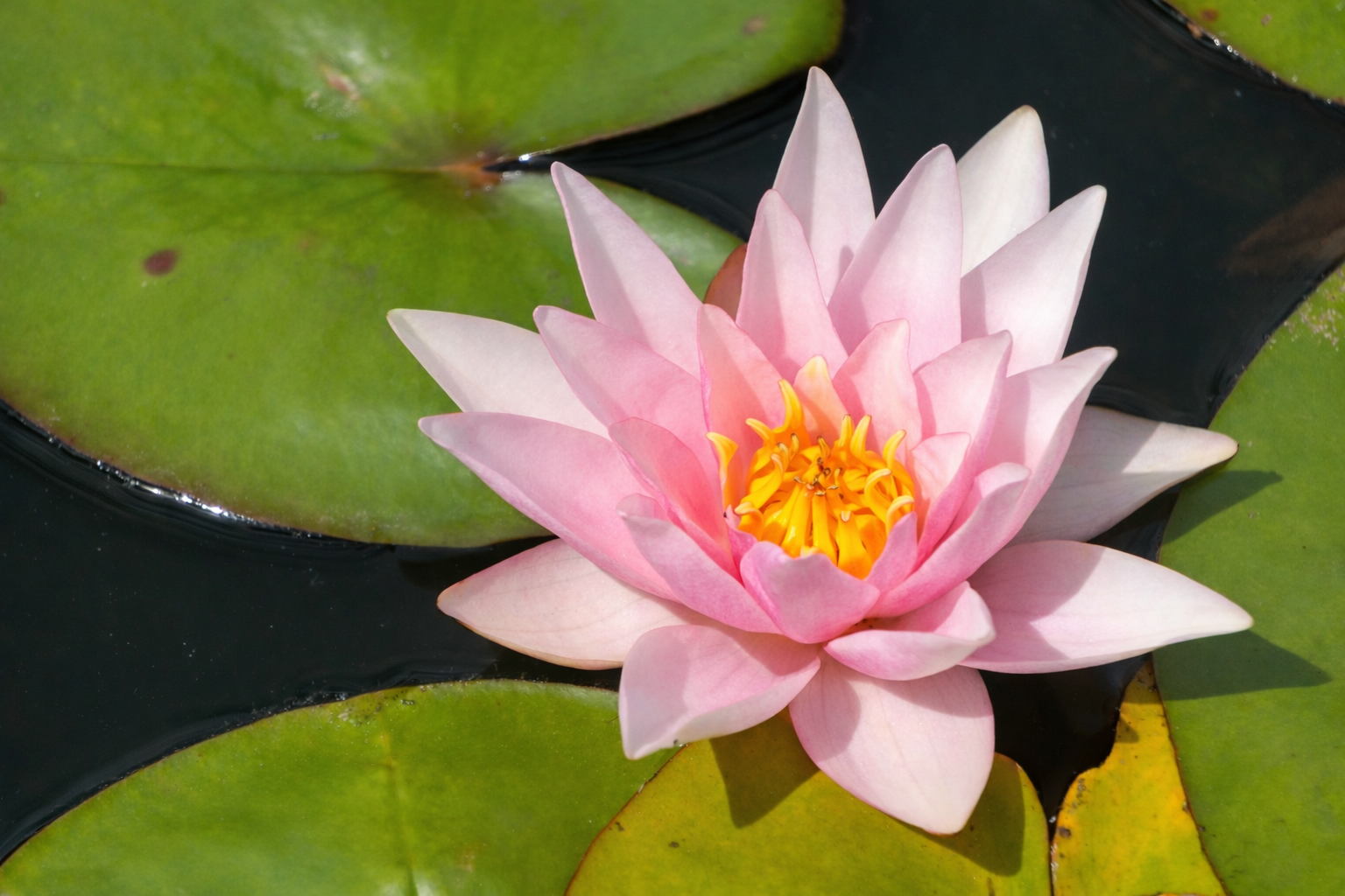 Amabilis water lily - pond plants - VLW02