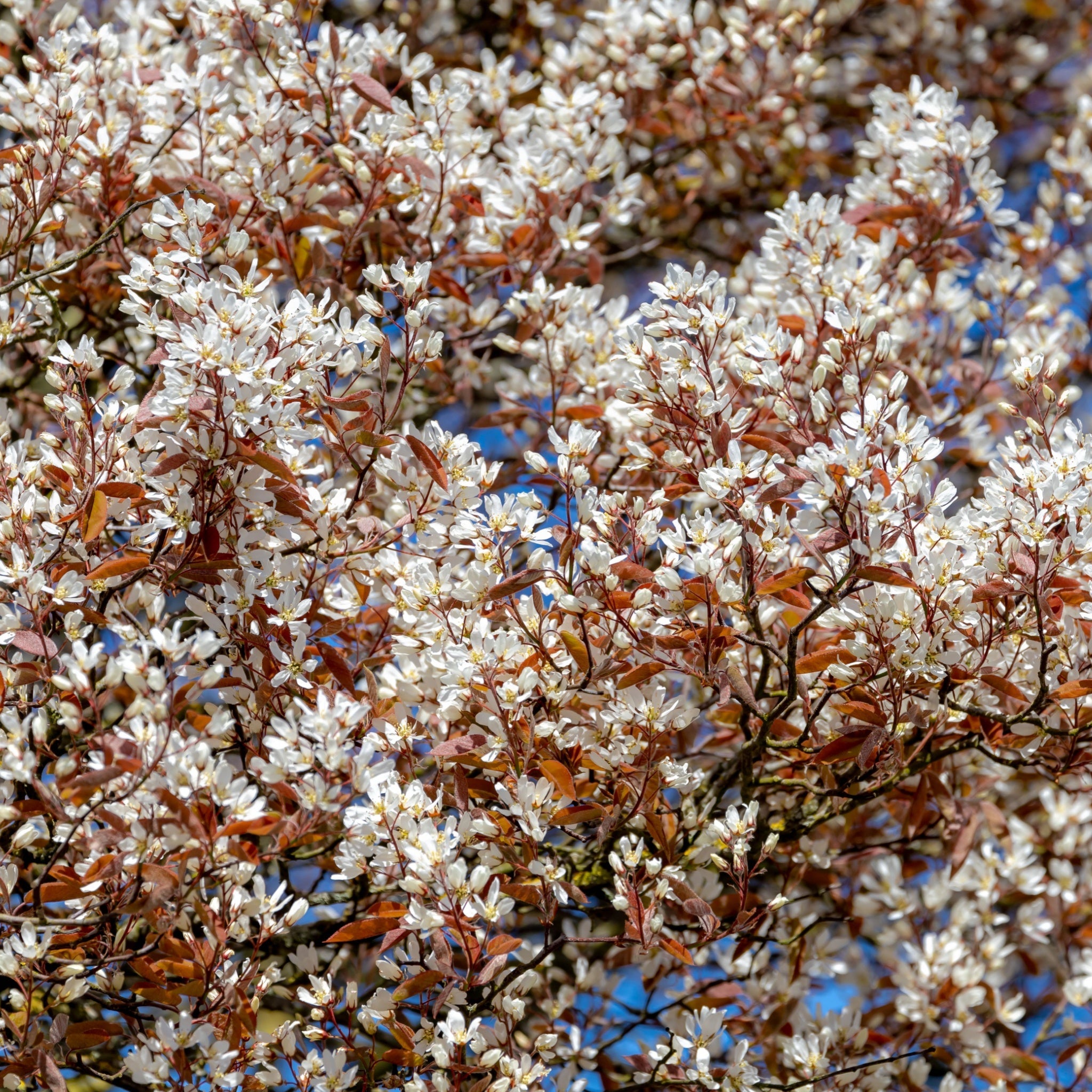 Amelanchier lamarckii 3.5L / 7.5L