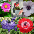 SPECIAL OFFER: Anemone Mix of 5