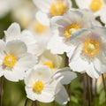 Anemone 'Dainty Swan' 3L