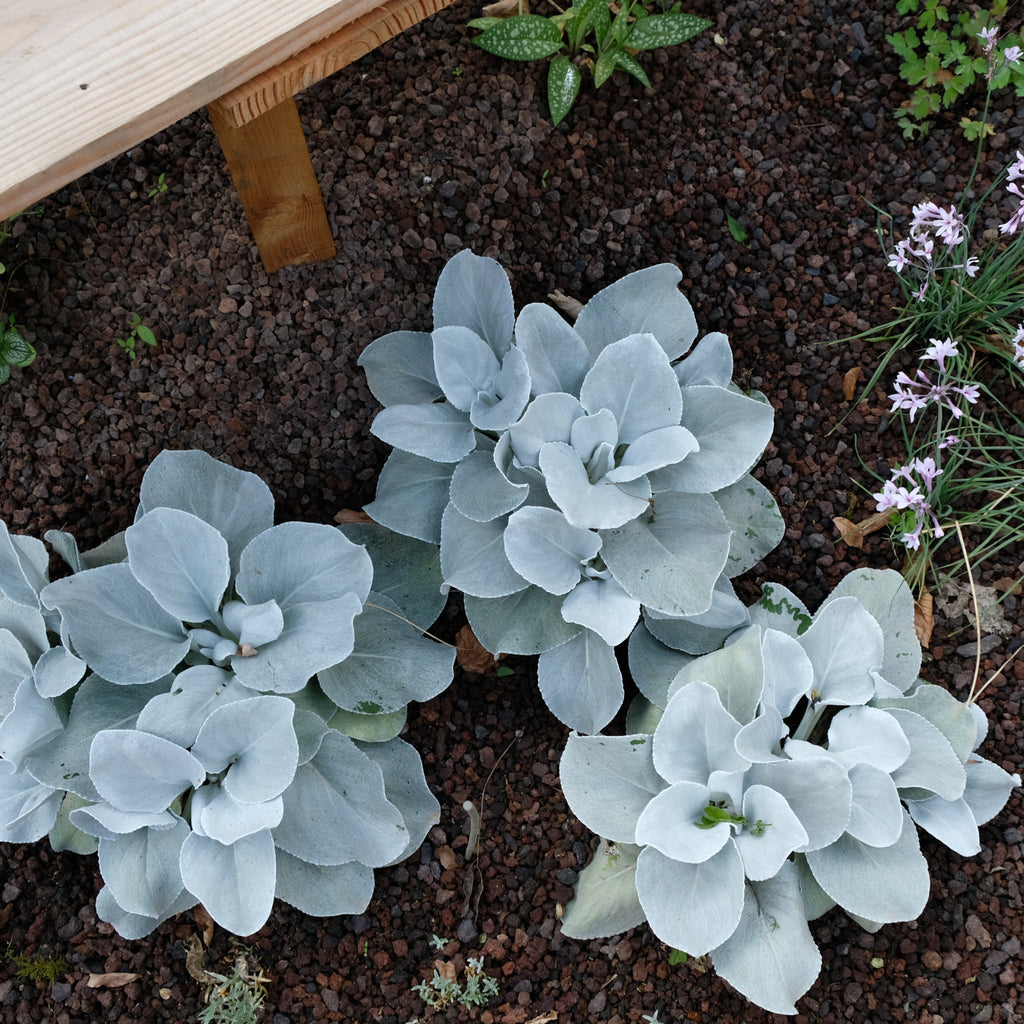 Senecio 'Angel Wings' Evergreen 9cm/2L/5L