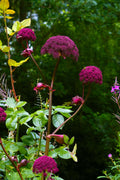 Angelica Gigas - Marginal Pond Plants - BP008