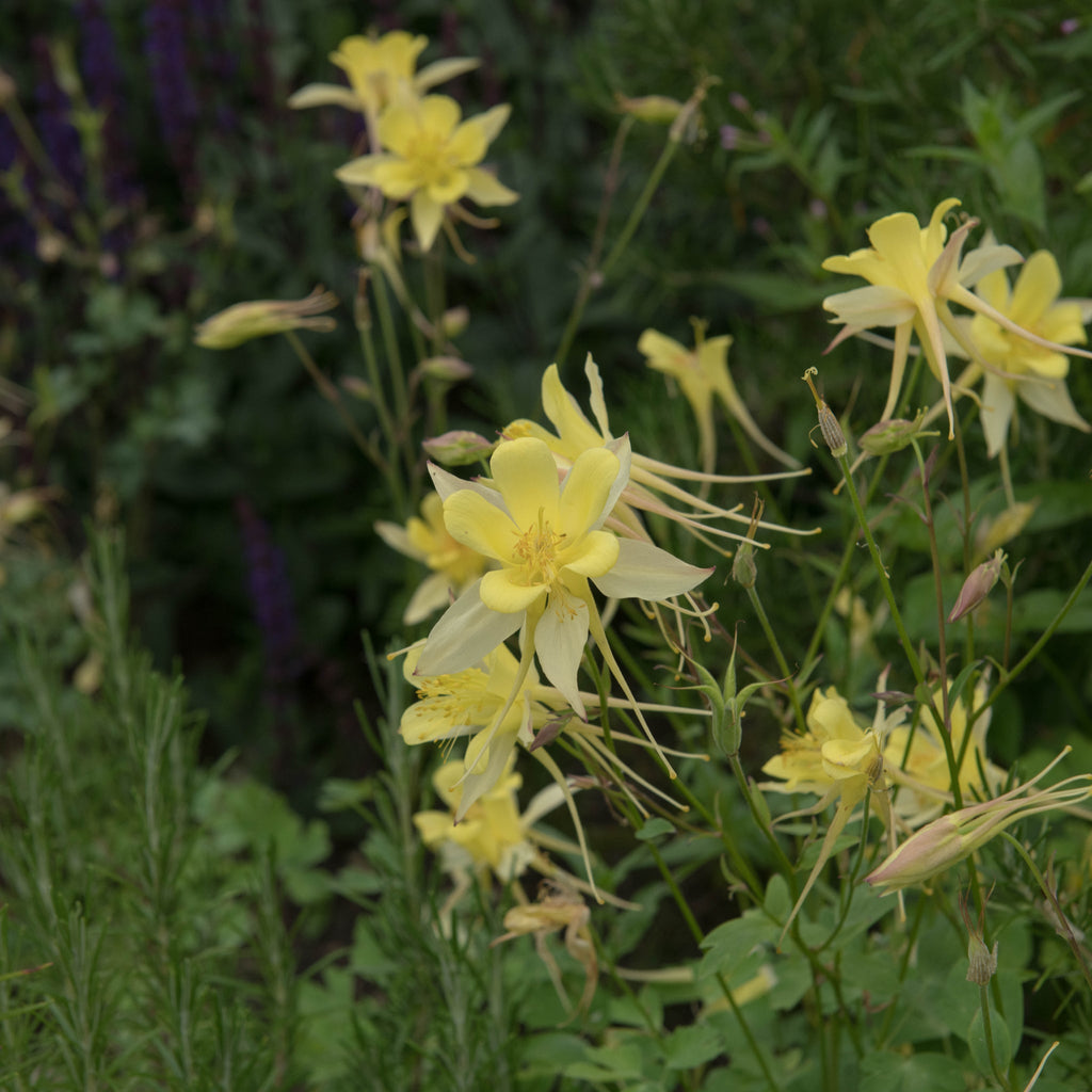 Aquilegia 'Yellow Star' 1L