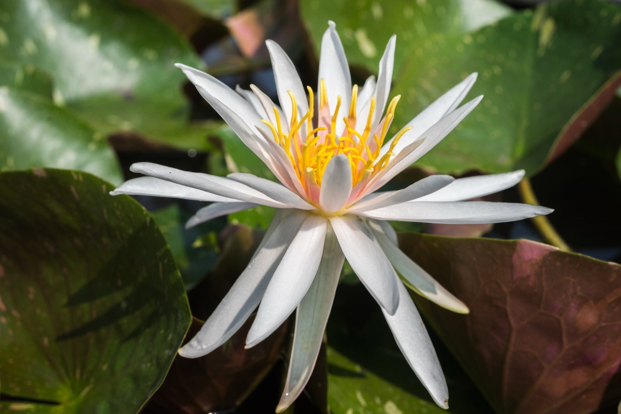 Arcenciel water lily - pond plants - LW01