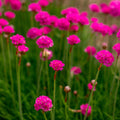 Armeria martima Select Rose 9cm