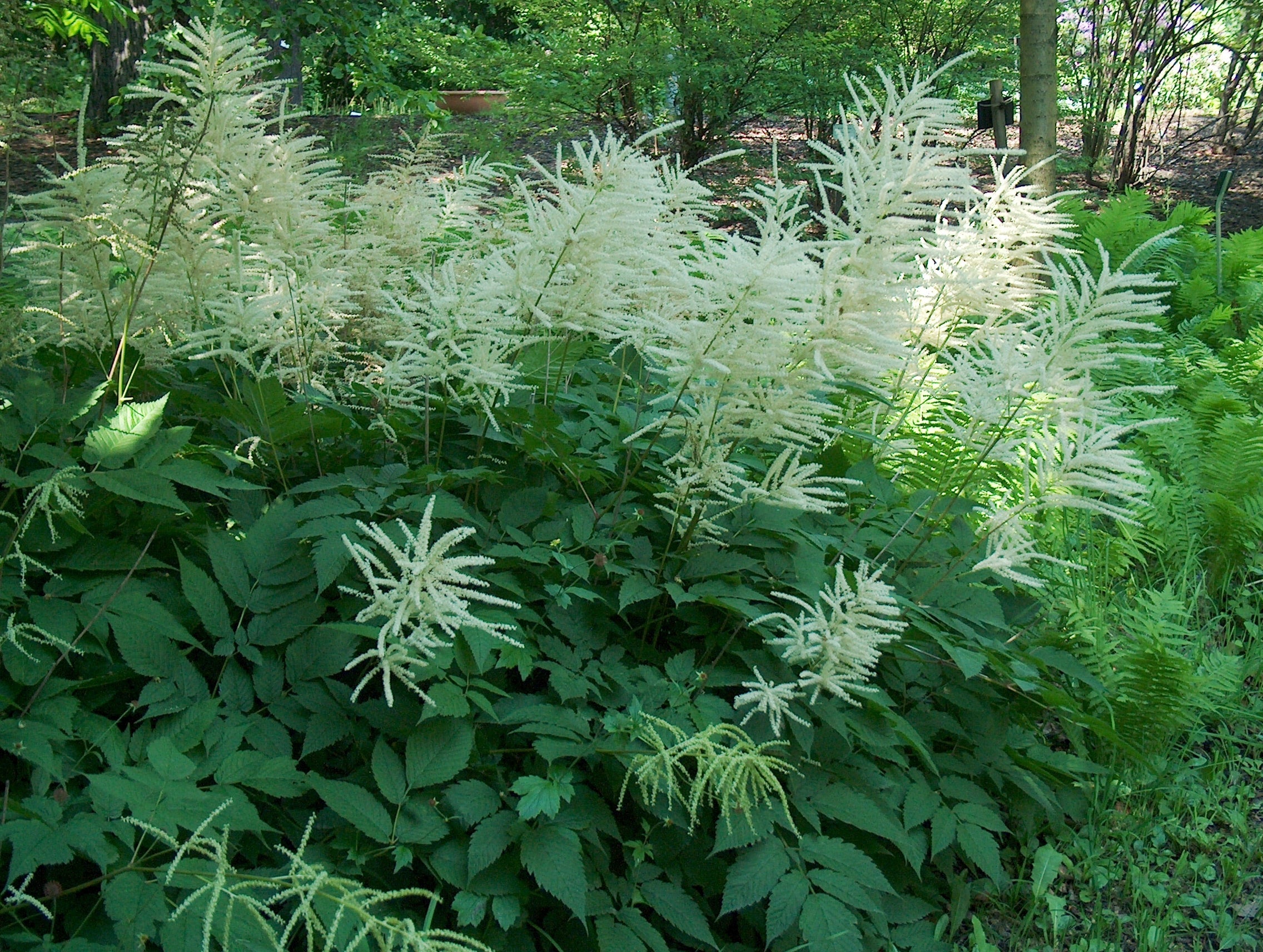 Aruncus Dioicus - BP010 Packs