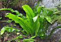 Asplenium scolopendrium angustatum - Marginal Pond Plants - BP011