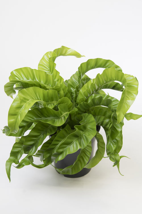 Asplenium scolopendrium Hurricane - BP011A Packs