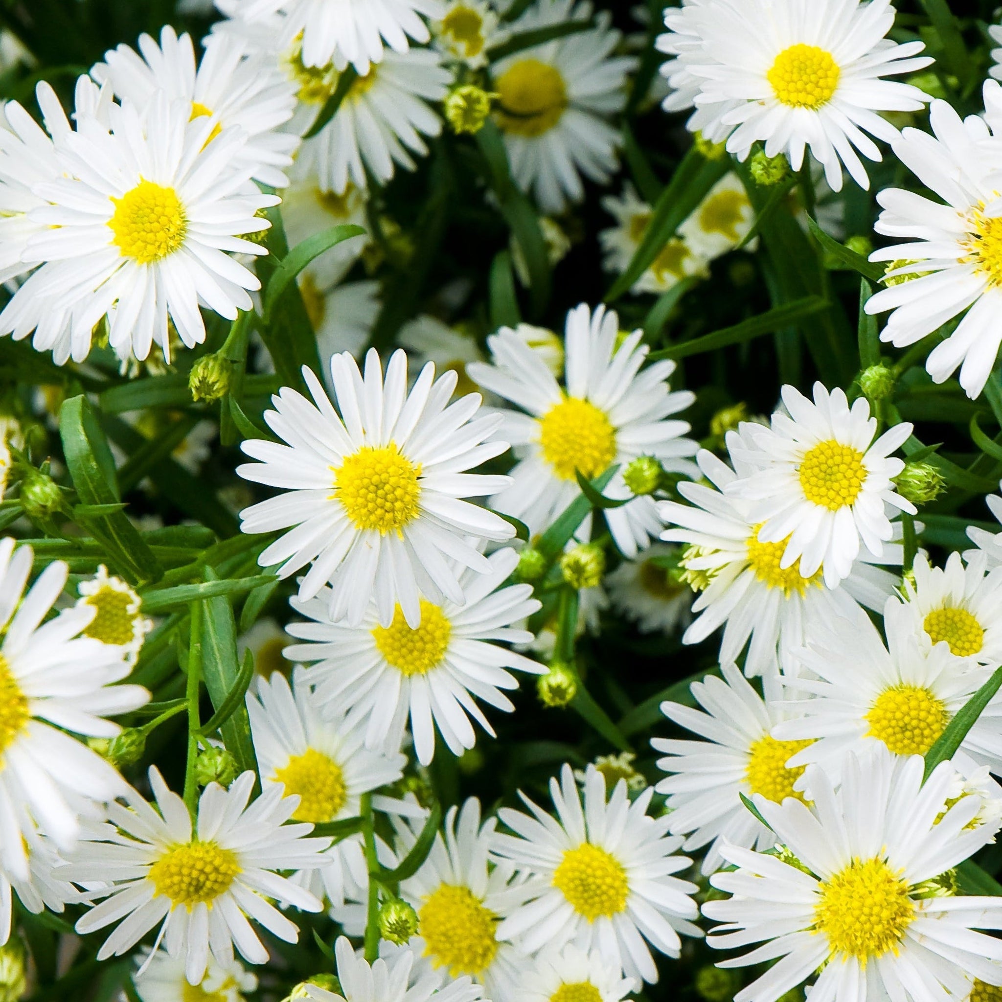 Aster ager. Ashvi 9cm