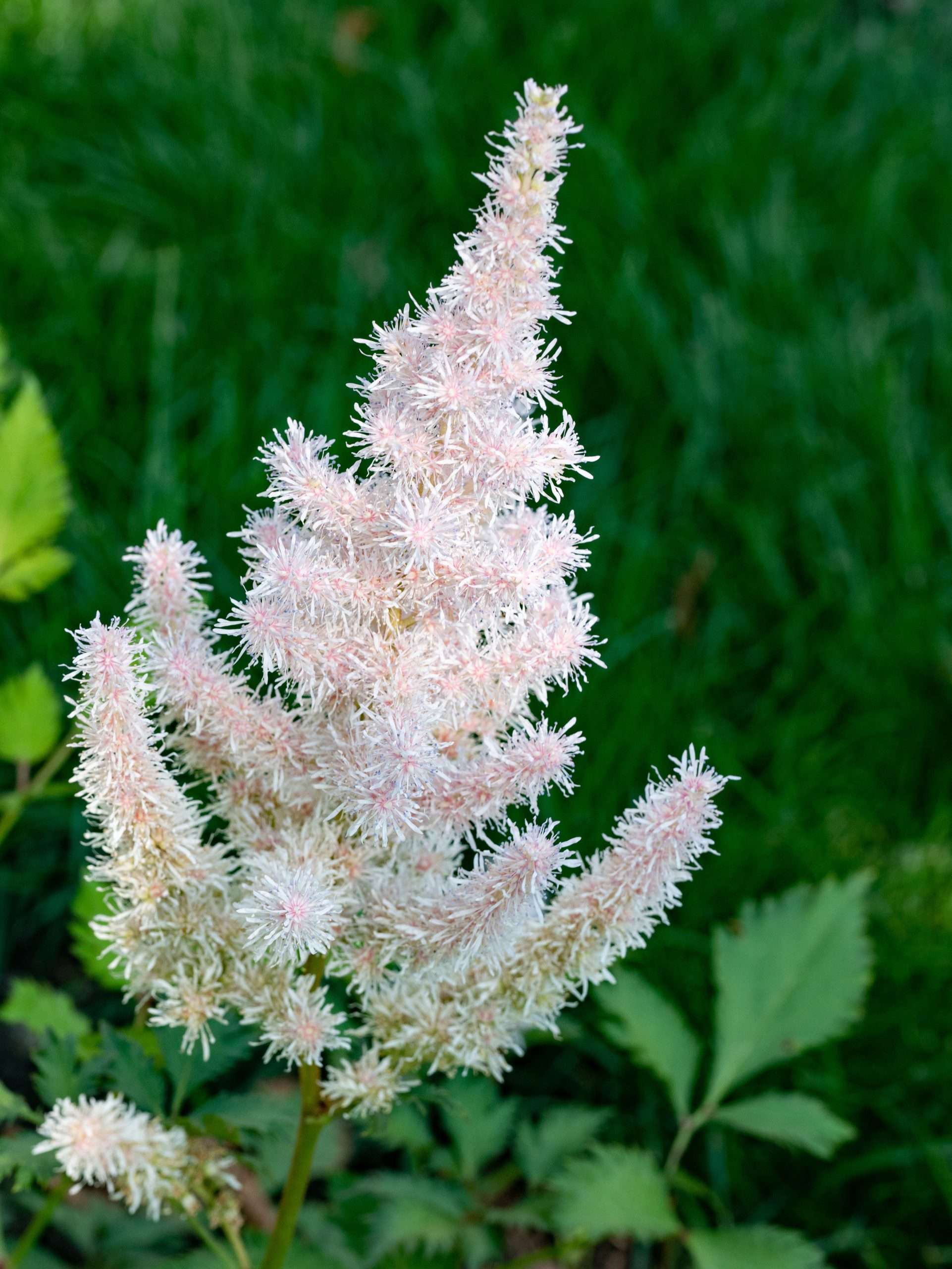 Astilbe 'Avalanche' - Marginal Pond Plants - BP012