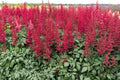 Astilbe Burgundy Red - Marginal Pond Plants - BP013A