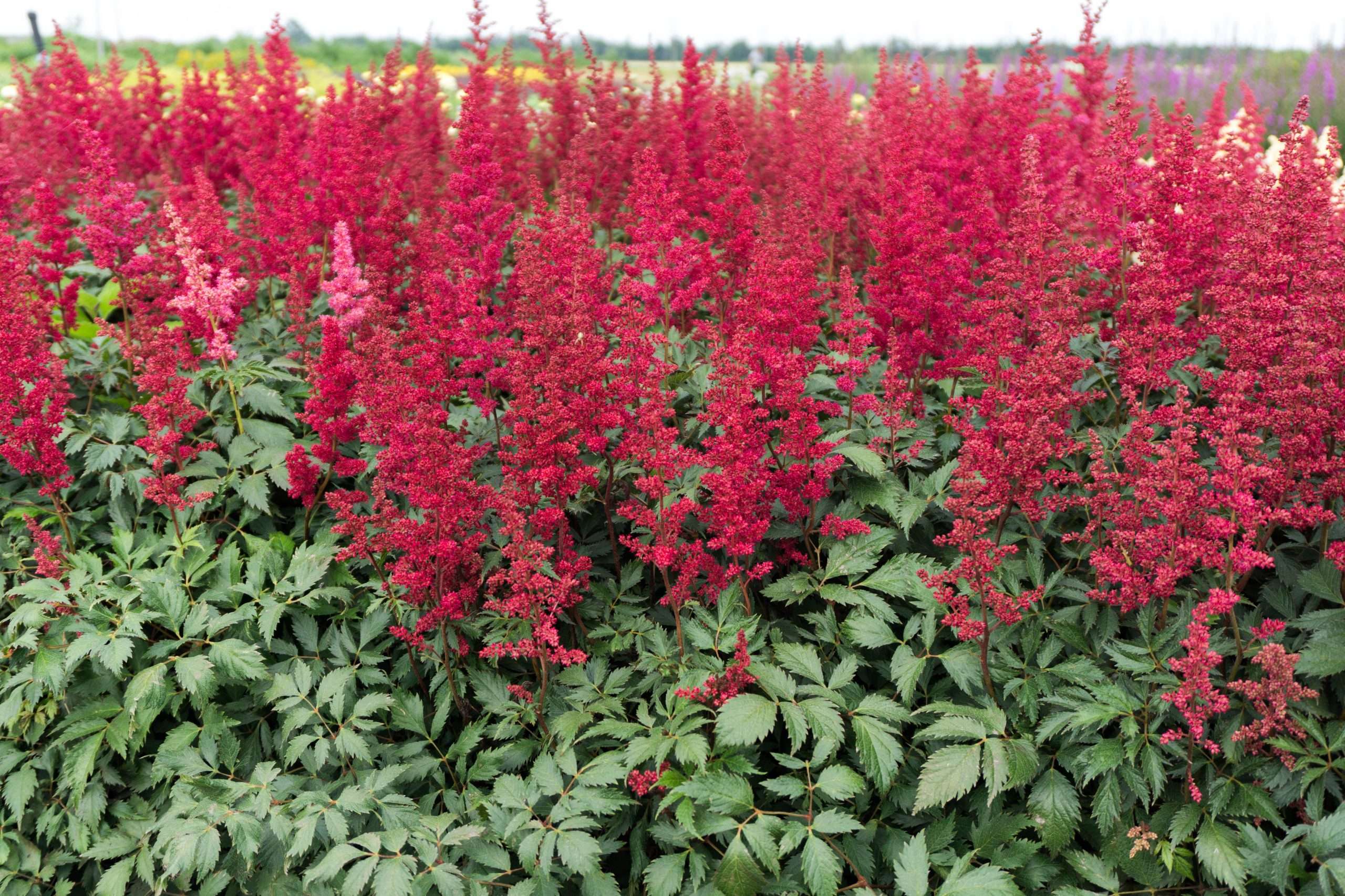 Astilbe Burgundy Red - Marginal Pond Plants - BP013A