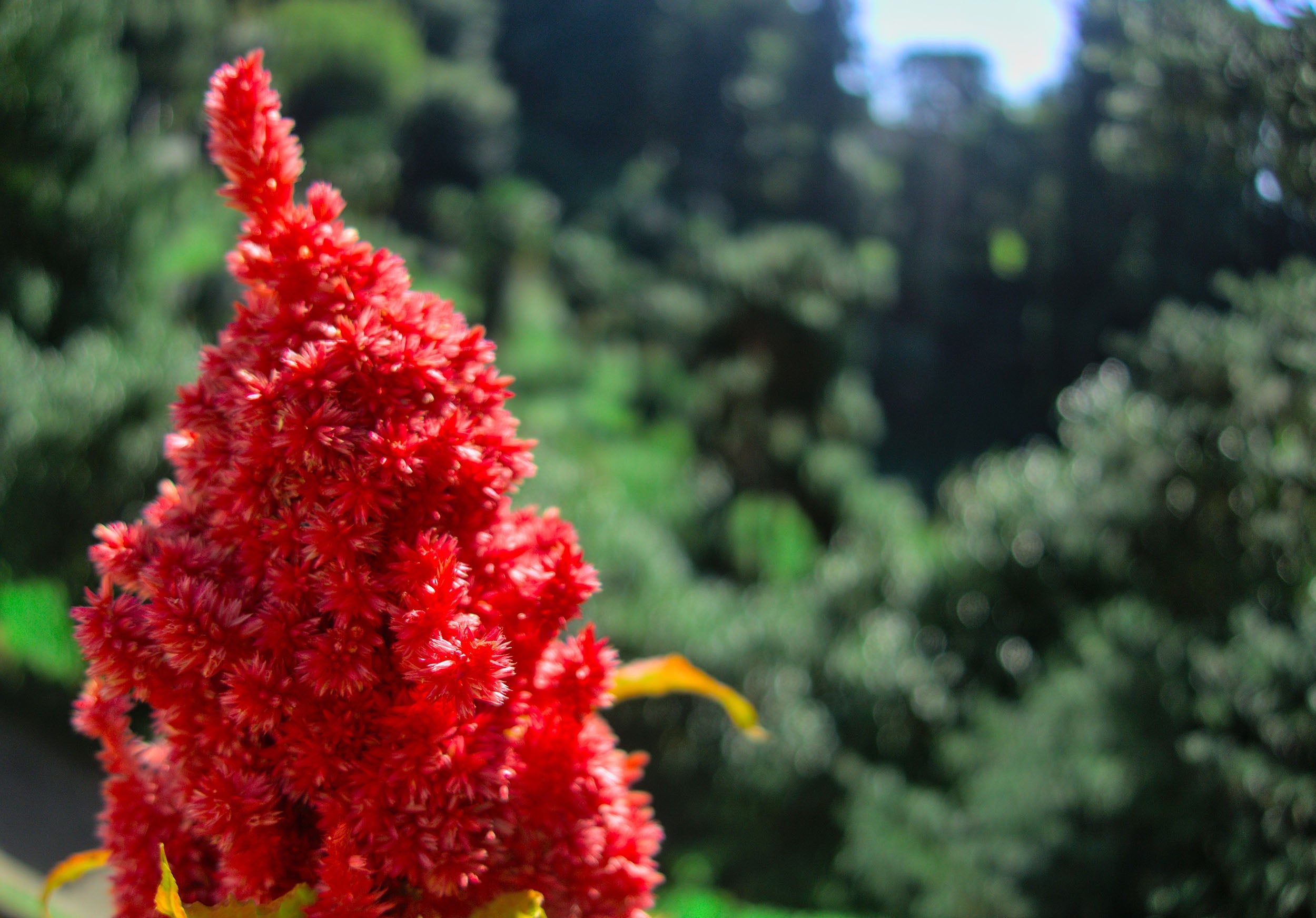 Astilbe red baron (False goats beard) - Marginal Pond Plants - BP015