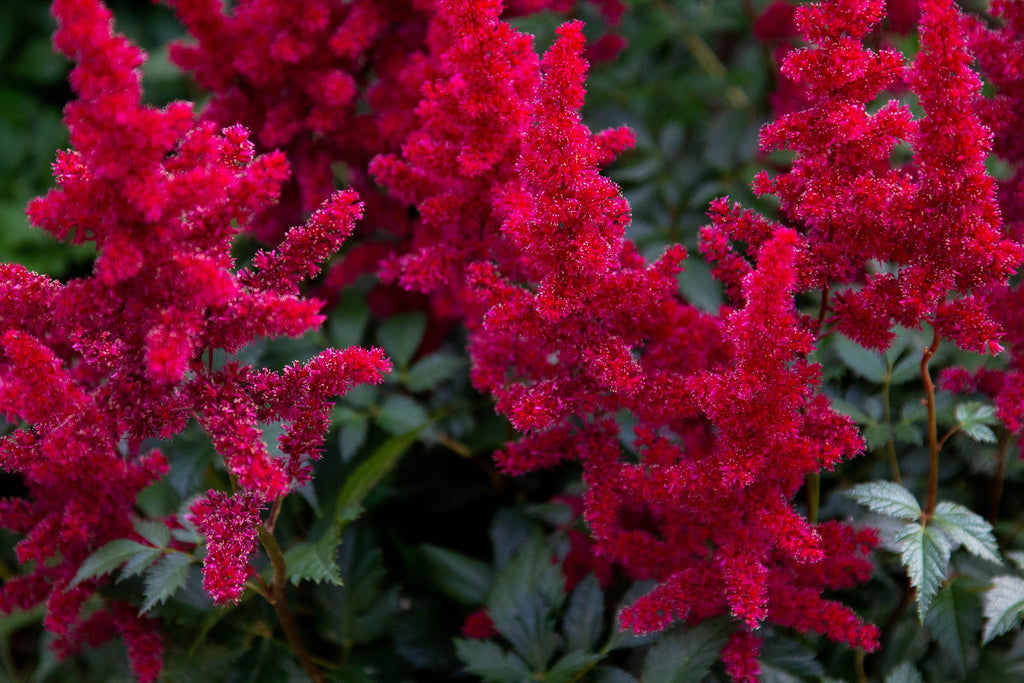 Astilbe red baron (False goats beard) - Marginal Pond Plants - BP015