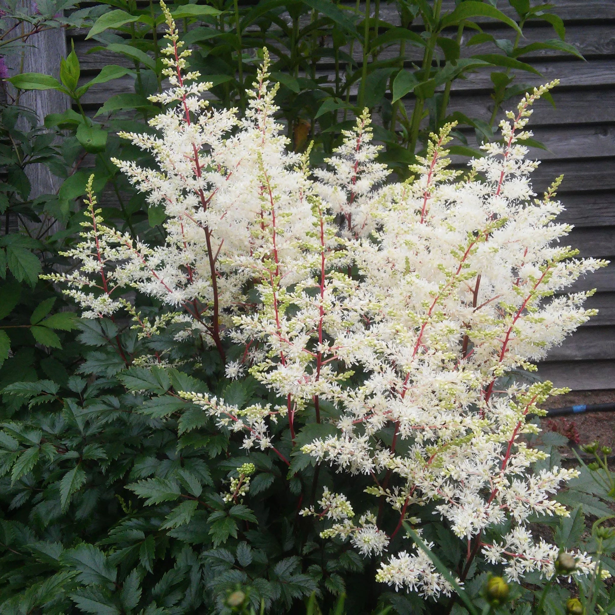 Astilbe  arendsii White 9cm/2L