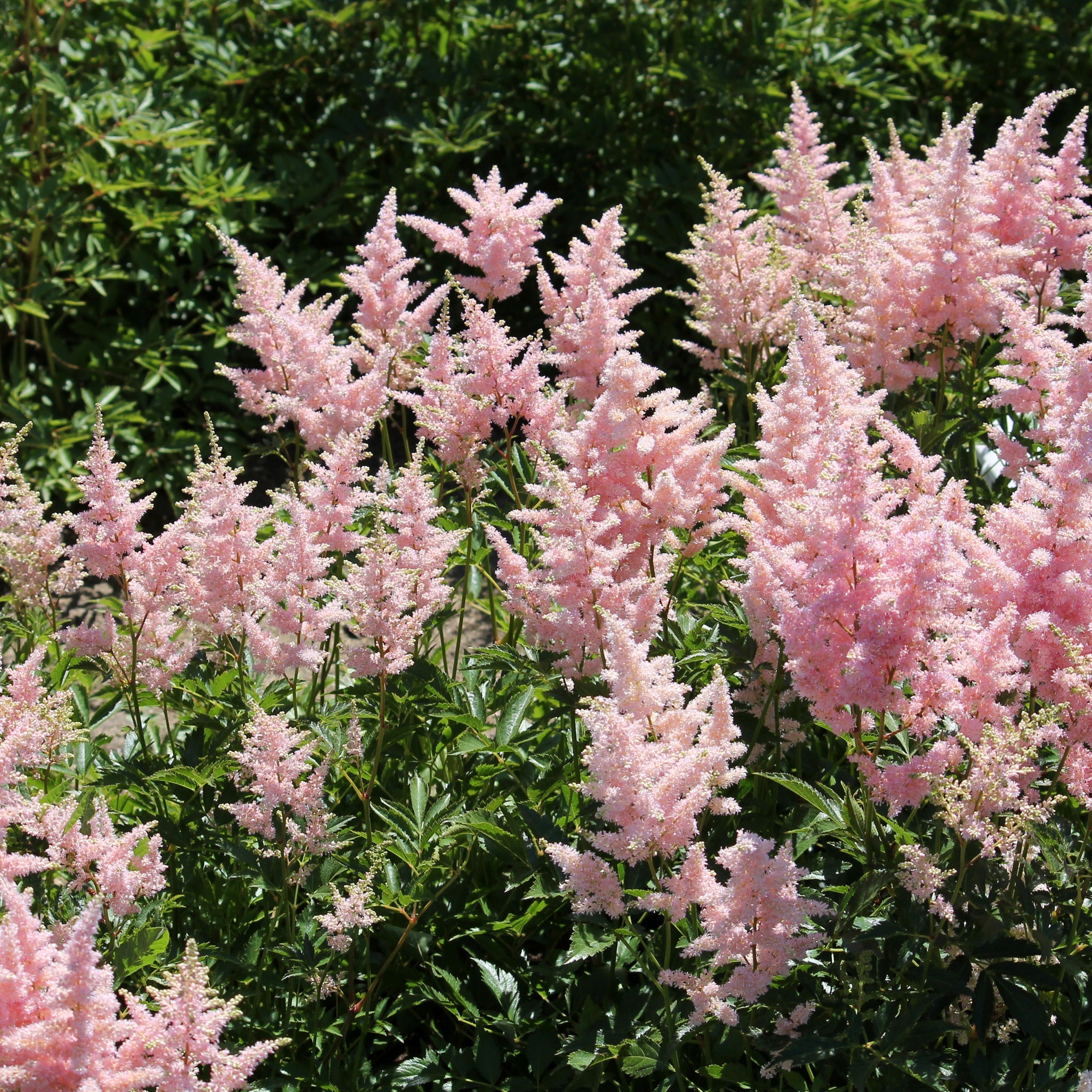 Astilbe - Europa 1.5L