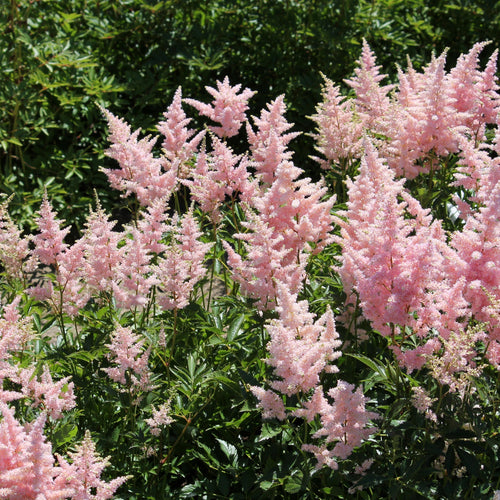 Astilbe - Mainz 1.5L