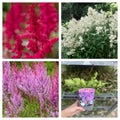 Mix of 3 x Astilbe 9cm