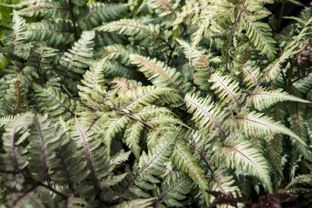 Athyrium Niponicum 'Metallicum' - BP016 Packs
