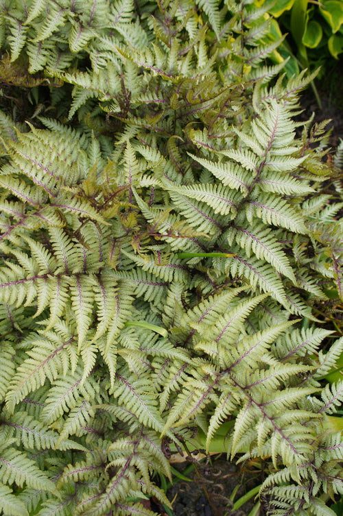 Athyrium Niponicum 'Metallicum' - BP016 Packs