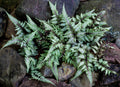 Athyrium Niponicum 'Ursulas Red' - Marginal Pond Plants - BP018