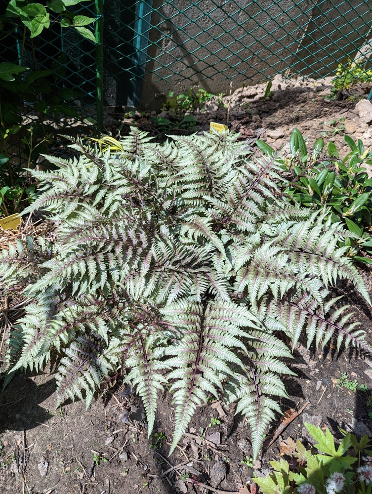 Athyrium niponicum 'Pewter Lace' - BP017 Packs