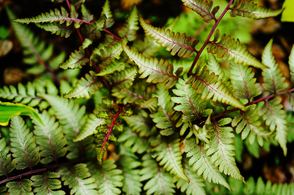 Athyrium Niponicum 'Ursulas Red' - BP018 Packs