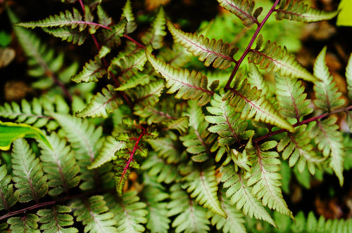 Athyrium Niponicum 'Ursulas Red' - BP018 Packs