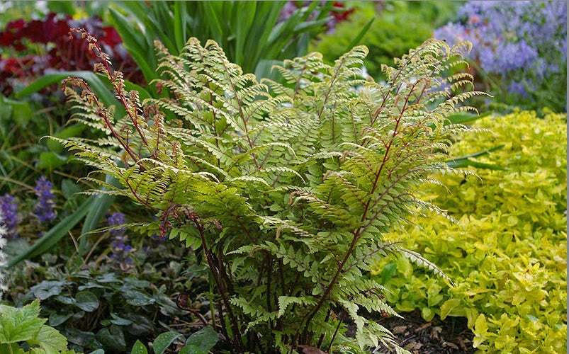Athyrium Otophorum Okanum - BP019 Packs