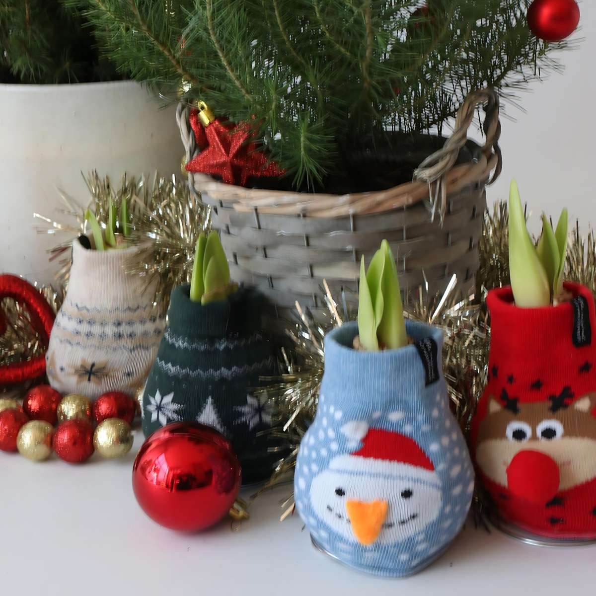 Amaryllis - 3 pcs. - Hippeastrum 'Xmas Sweater Mix' - Flower Bulb - Red