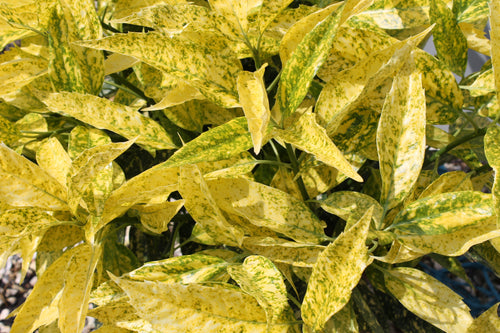Aucuba 'Golden Girl' 9cm