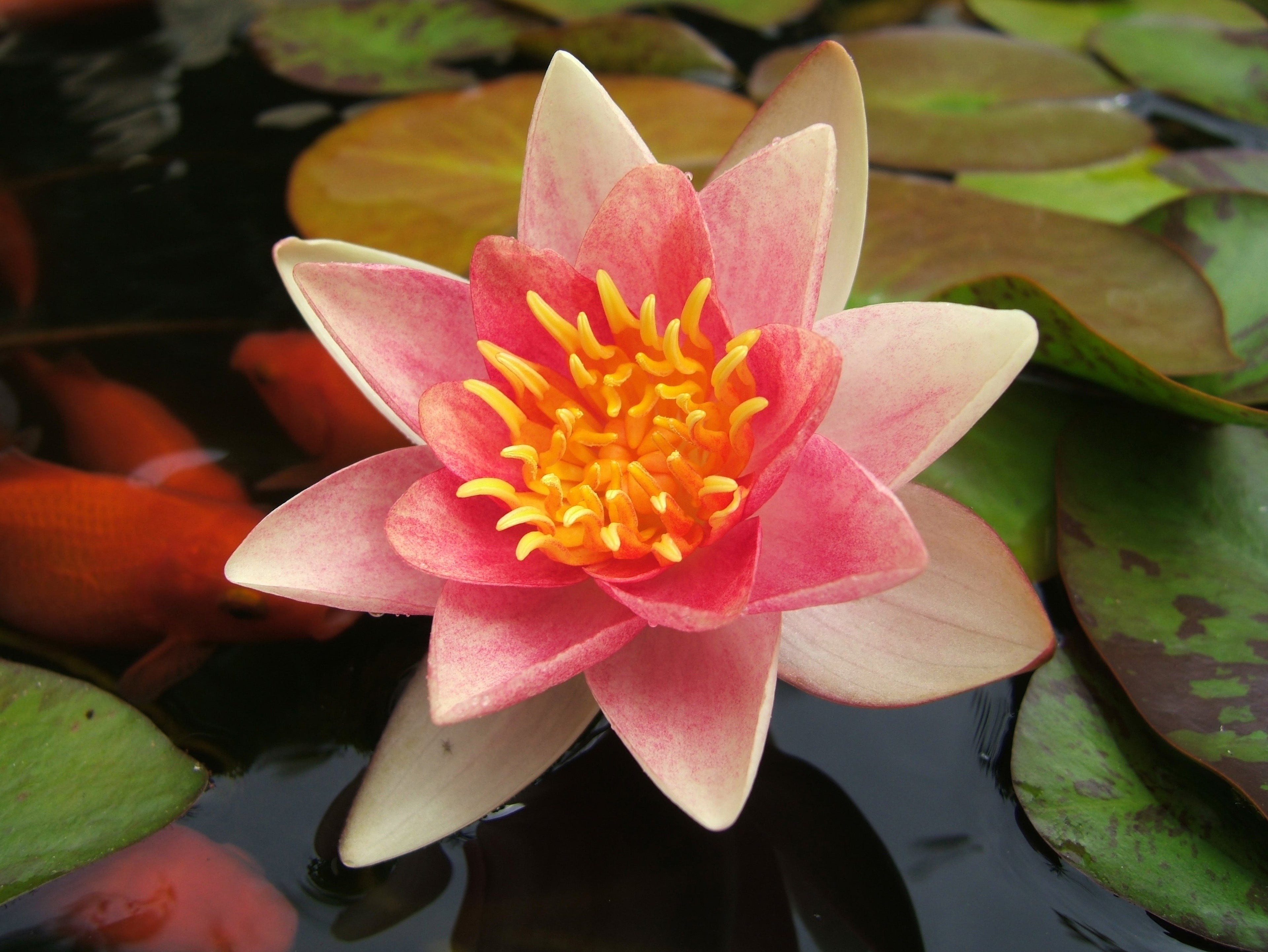 Aurora water lily - pond plants - MW04