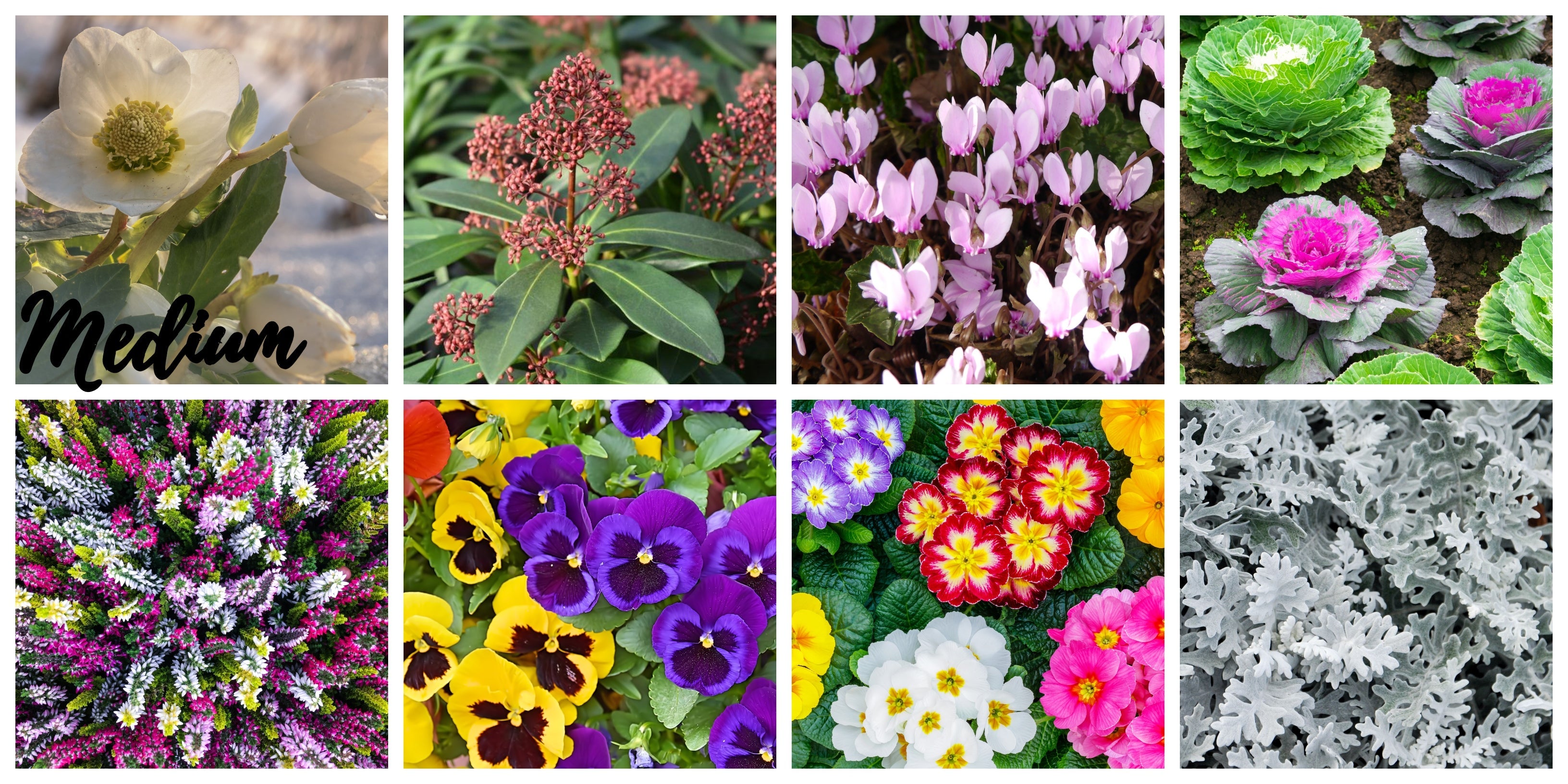 Autumn & Winter Flowering Mix