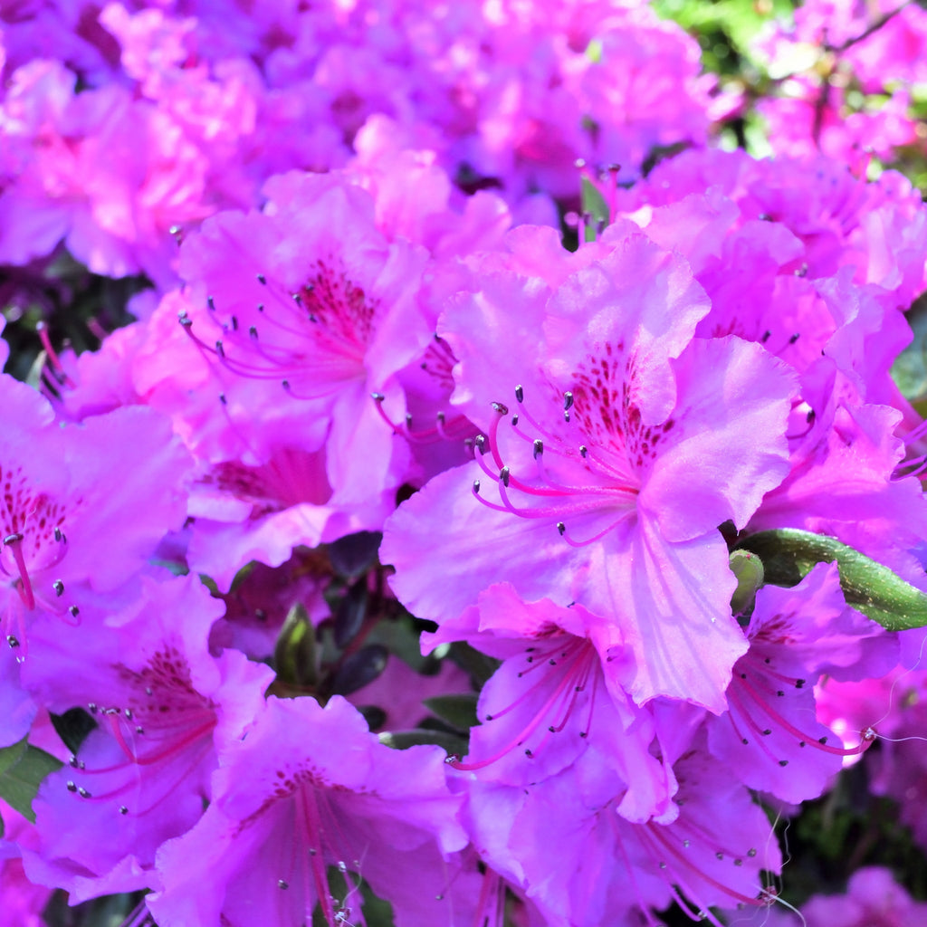 Azalea 'Koningstein' 1.5L