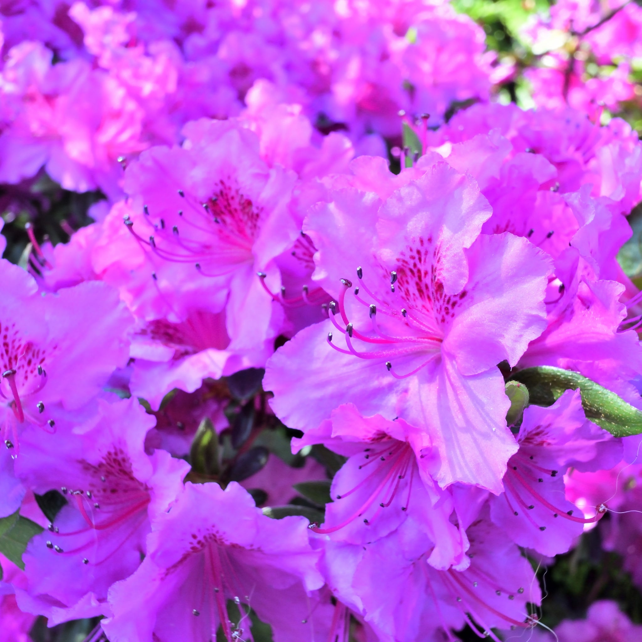 Azalea 'Koningstein' 1.5L