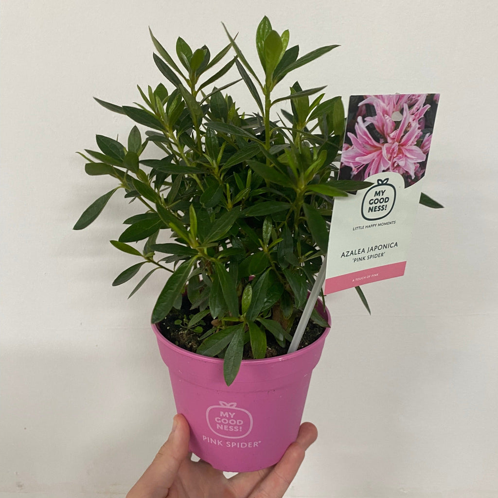 Azalea 'Pink Spider' 1.5L