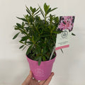 Azalea 'Pink Spider' 1.5L