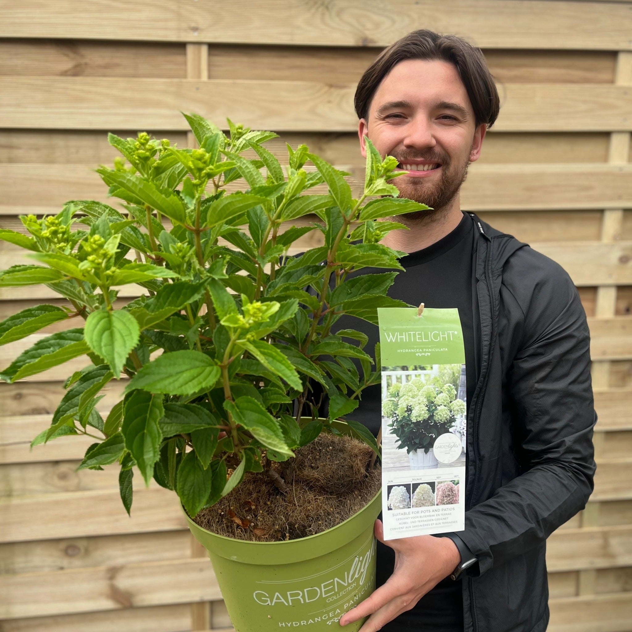 Hydrangea paniculata 'White Light' 2L / 5L / 7.5L