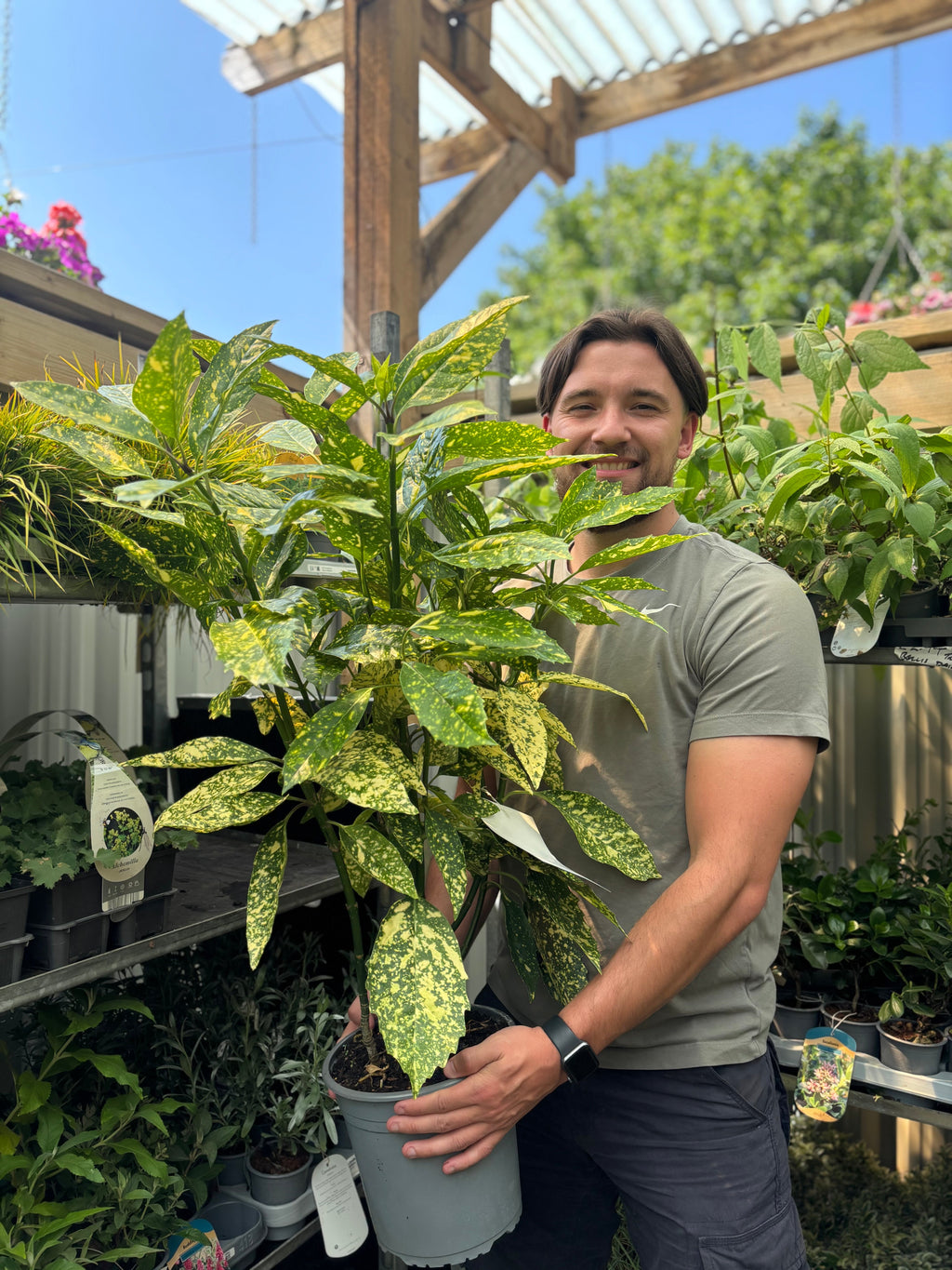 Aucuba Spotted Laurel 2L / 5L