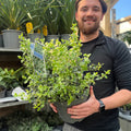 Euonymus fortunei ‘Emerald Gaiety’ 1L / 5L