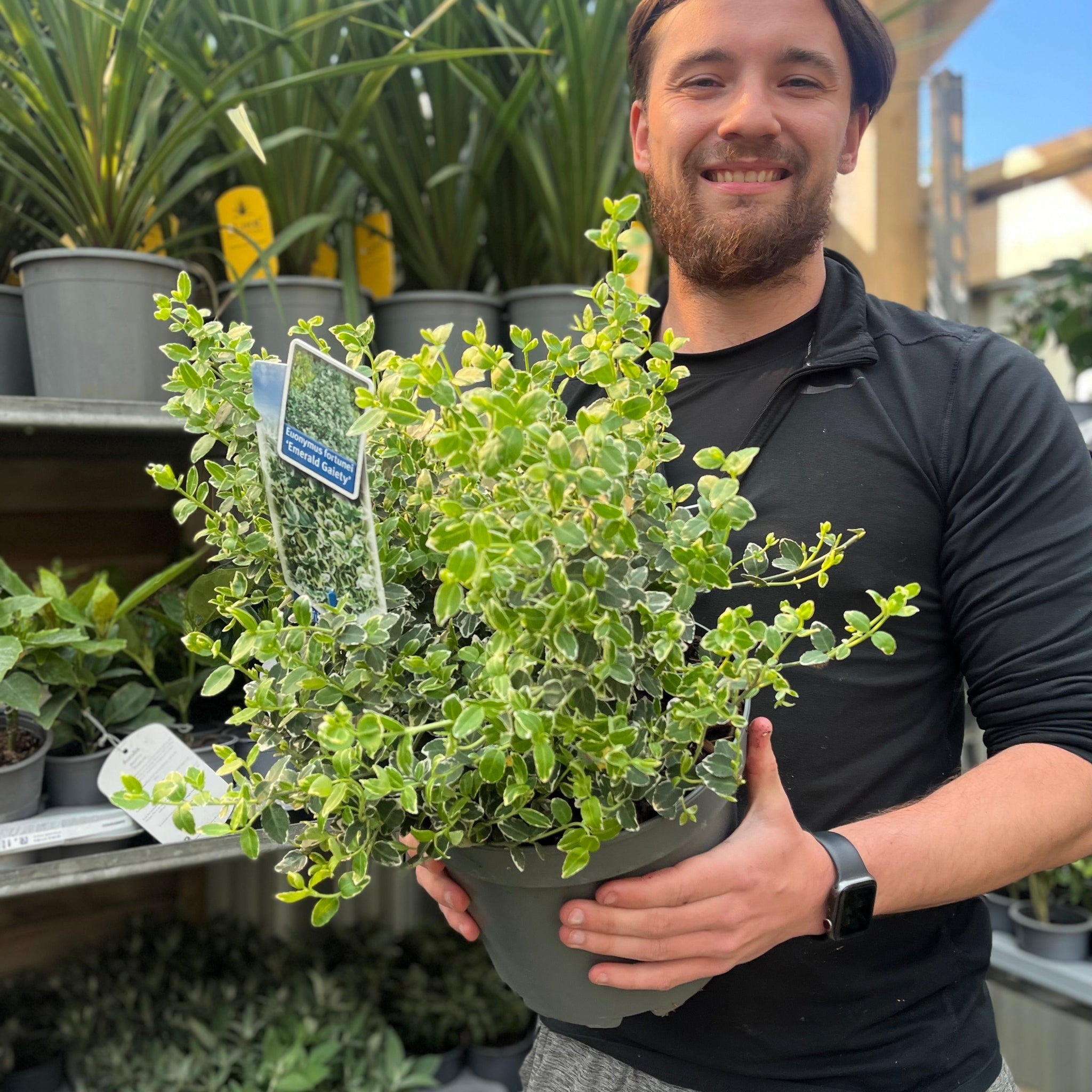 Euonymus fortunei ‘Emerald Gaiety’ 1L / 5L