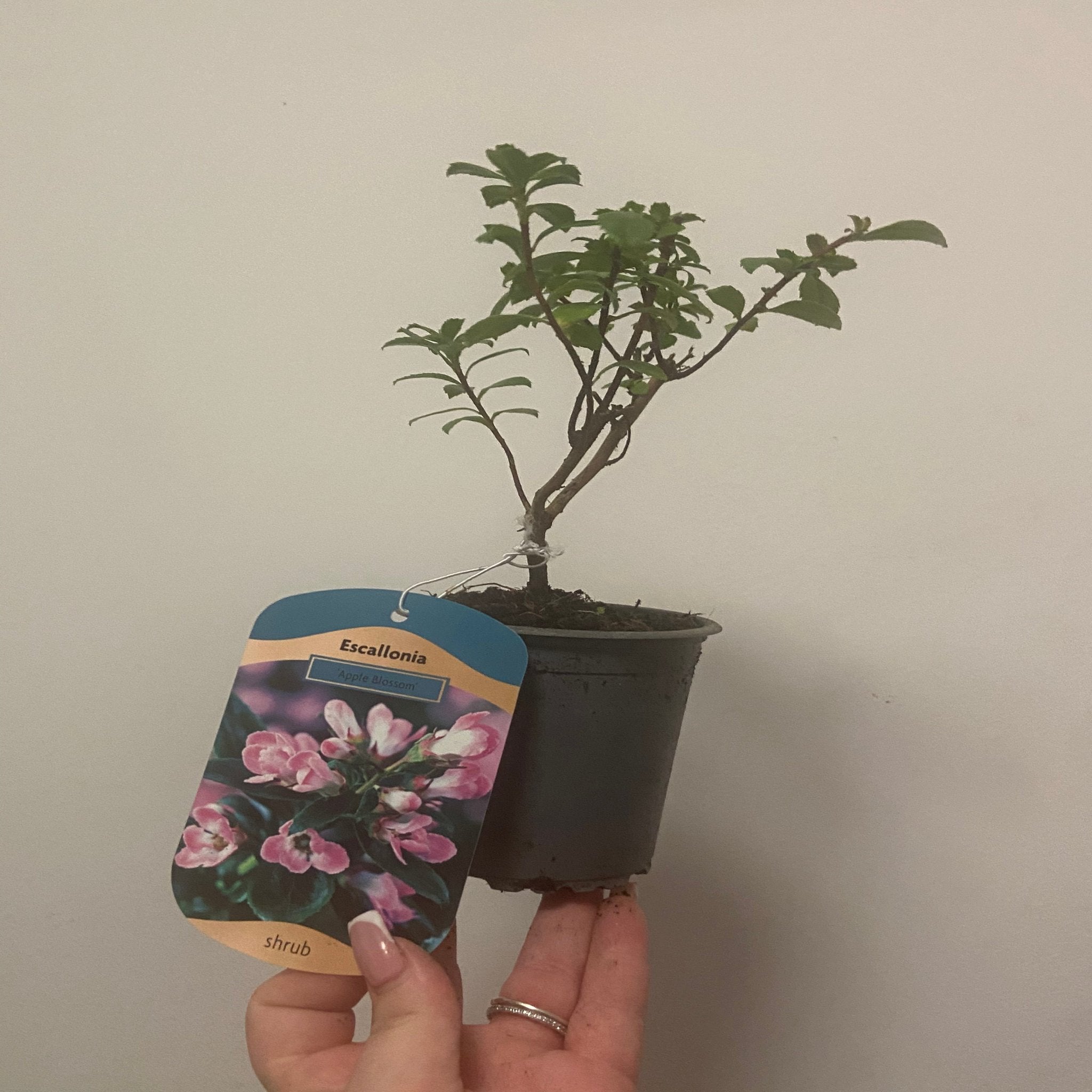 Escallonia 'Apple Blossom' 9cm