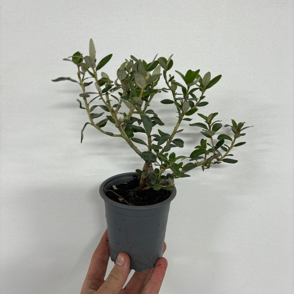 Olearia x Haastii (Daisy Bush) 9cm