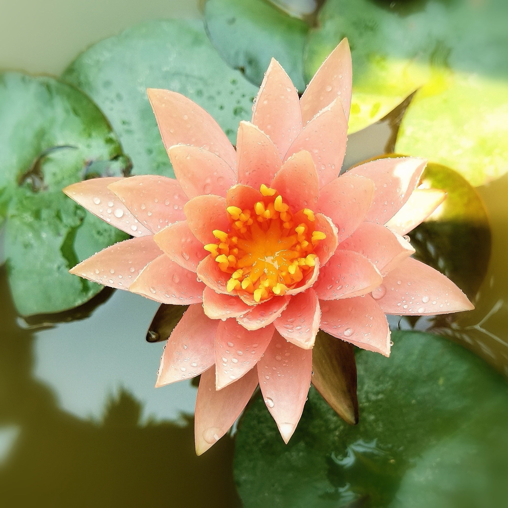 Barbara Dobbins water lily - pond plants - LW03