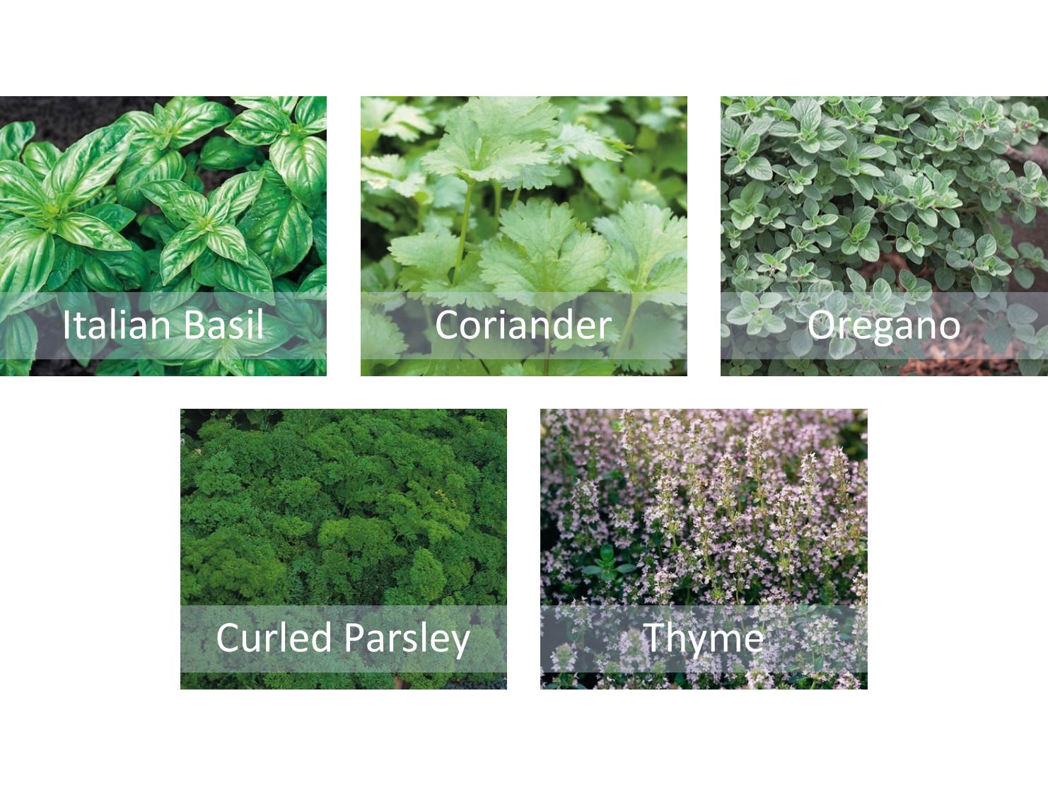 Herb Seeds Starter Bundle 5 Varieties Basil Coriander Thyme Oregano & Parsley