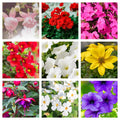 Summer Bedding (Our Choice) 1.5L