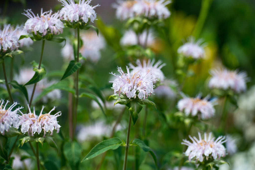 Monarda 'Bee-Bright' - BP085A Packs