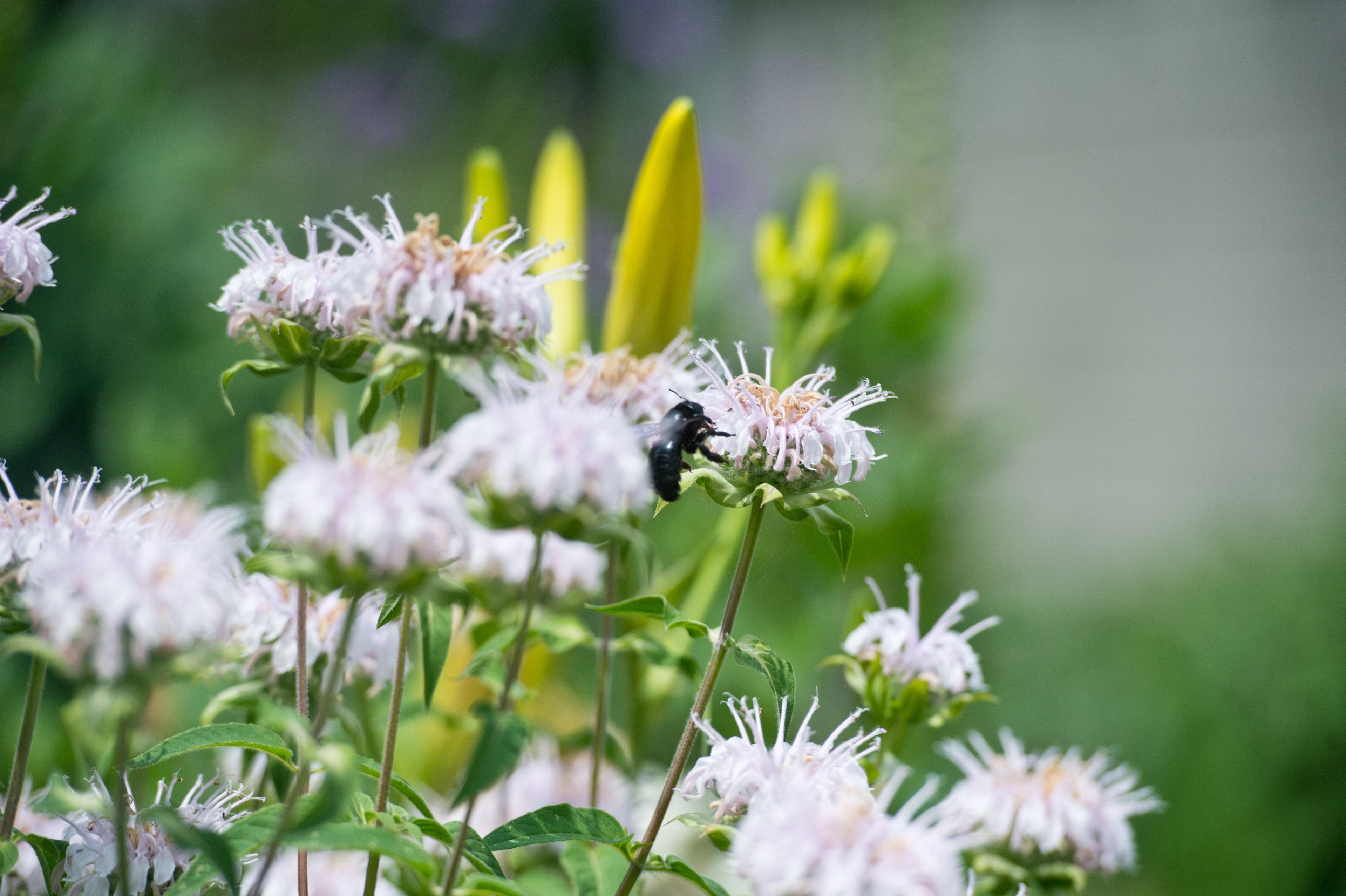 Monarda 'Bee-Bright' - BP085A Packs